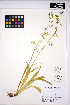  ( - MF307)  @11 [ ] CreativeCommons - Attribution Non-Commercial Share-Alike (2013) Unspecified UBC Herbarium