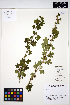  ( - MF9)  @11 [ ] CreativeCommons - Attribution Non-Commercial Share-Alike (2013) Unspecified UBC Herbarium