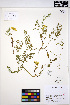  ( - MF58)  @11 [ ] CreativeCommons - Attribution Non-Commercial Share-Alike (2013) Unspecified UBC Herbarium