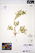  ( - MF94)  @11 [ ] CreativeCommons - Attribution Non-Commercial Share-Alike (2013) Unspecified UBC Herbarium