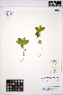  ( - MF99)  @11 [ ] CreativeCommons - Attribution Non-Commercial Share-Alike (2013) Unspecified UBC Herbarium