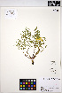  ( - ERM1164)  @11 [ ] CreativeCommons - Attribution Non-Commercial Share-Alike (2013) Unspecified UBC Herbarium