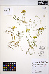  ( - ERM1180)  @11 [ ] CreativeCommons - Attribution Non-Commercial Share-Alike (2013) Unspecified UBC Herbarium