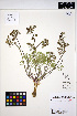  ( - ERM1233)  @11 [ ] CreativeCommons - Attribution Non-Commercial Share-Alike (2013) Unspecified UBC Herbarium