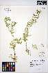  ( - ERM1329)  @11 [ ] CreativeCommons - Attribution Non-Commercial Share-Alike (2013) Unspecified UBC Herbarium
