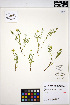  ( - ERM1390)  @11 [ ] CreativeCommons - Attribution Non-Commercial Share-Alike (2013) Unspecified UBC Herbarium