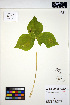  ( - ERM1479)  @11 [ ] CreativeCommons - Attribution Non-Commercial Share-Alike (2013) Unspecified UBC Herbarium
