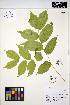  ( - ERM1493)  @11 [ ] CreativeCommons - Attribution Non-Commercial Share-Alike (2013) Unspecified UBC Herbarium