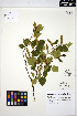  ( - AVDL11)  @11 [ ] CreativeCommons - Attribution Non-Commercial Share-Alike (2013) Unspecified UBC Herbarium