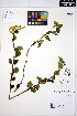  ( - ERM1208)  @11 [ ] CreativeCommons - Attribution Non-Commercial Share-Alike (2013) Unspecified UBC Herbarium