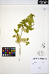  ( - ERM1279)  @11 [ ] CreativeCommons - Attribution Non-Commercial Share-Alike (2013) Unspecified UBC Herbarium