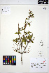  ( - ERM1295)  @11 [ ] CreativeCommons - Attribution Non-Commercial Share-Alike (2013) Unspecified UBC Herbarium