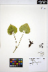  ( - ERM1365)  @11 [ ] CreativeCommons - Attribution Non-Commercial Share-Alike (2013) Unspecified UBC Herbarium