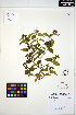 ( - ERM1474)  @11 [ ] CreativeCommons - Attribution Non-Commercial Share-Alike (2013) Unspecified UBC Herbarium