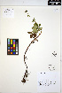 ( - ERM1699)  @11 [ ] CreativeCommons - Attribution Non-Commercial Share-Alike (2013) Unspecified UBC Herbarium