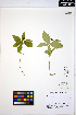  ( - ERM1622)  @11 [ ] CreativeCommons - Attribution Non-Commercial Share-Alike (2013) Unspecified UBC Herbarium