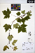  ( - ERM1649)  @11 [ ] CreativeCommons - Attribution Non-Commercial Share-Alike (2013) Unspecified UBC Herbarium