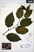  ( - ERM1600)  @11 [ ] CreativeCommons - Attribution Non-Commercial Share-Alike (2013) Unspecified UBC Herbarium