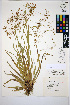  ( - HERB0475)  @11 [ ] CreativeCommons - Attribution Non-Commercial Share-Alike (2013) Unspecified UBC Herbarium