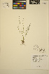  ( - ERM433)  @11 [ ] CreativeCommons - Attribution Non-Commercial Share-Alike (2013) Unspecified UBC Herbarium