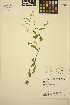  ( - ERM551)  @11 [ ] CreativeCommons - Attribution Non-Commercial Share-Alike (2013) Unspecified UBC Herbarium
