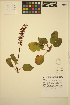  ( - ERM762)  @11 [ ] CreativeCommons - Attribution Non-Commercial Share-Alike (2013) Unspecified UBC Herbarium