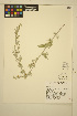  ( - ERM1043)  @11 [ ] CreativeCommons - Attribution Non-Commercial Share-Alike (2013) Unspecified UBC Herbarium
