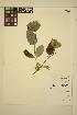  ( - ERM1327)  @11 [ ] CreativeCommons - Attribution Non-Commercial Share-Alike (2013) Unspecified UBC Herbarium