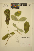  ( - ERM1505)  @11 [ ] CreativeCommons - Attribution Non-Commercial Share-Alike (2013) Unspecified UBC Herbarium