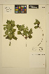  ( - ERM1689)  @11 [ ] CreativeCommons - Attribution Non-Commercial Share-Alike (2013) Unspecified UBC Herbarium