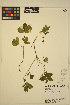  ( - ERM1773)  @11 [ ] CreativeCommons - Attribution Non-Commercial Share-Alike (2013) Unspecified UBC Herbarium