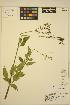  ( - FF8)  @11 [ ] CreativeCommons - Attribution Non-Commercial Share-Alike (2013) Unspecified UBC Herbarium