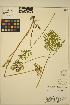  ( - FF20)  @11 [ ] CreativeCommons - Attribution Non-Commercial Share-Alike (2013) Unspecified UBC Herbarium