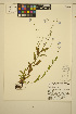  ( - MF359)  @11 [ ] CreativeCommons - Attribution Non-Commercial Share-Alike (2013) Unspecified UBC Herbarium