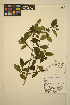  ( - MF357)  @11 [ ] CreativeCommons - Attribution Non-Commercial Share-Alike (2013) Unspecified UBC Herbarium