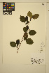  ( - MF340)  @11 [ ] CreativeCommons - Attribution Non-Commercial Share-Alike (2013) Unspecified UBC Herbarium