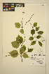  ( - MF338)  @11 [ ] CreativeCommons - Attribution Non-Commercial Share-Alike (2013) Unspecified UBC Herbarium