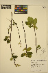  ( - MF336)  @11 [ ] CreativeCommons - Attribution Non-Commercial Share-Alike (2013) Unspecified UBC Herbarium