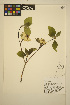  ( - MF335)  @11 [ ] CreativeCommons - Attribution Non-Commercial Share-Alike (2013) Unspecified UBC Herbarium