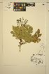  ( - ERM1740)  @11 [ ] CreativeCommons - Attribution Non-Commercial Share-Alike (2013) Unspecified UBC Herbarium