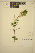 ( - ERM1719)  @11 [ ] CreativeCommons - Attribution Non-Commercial Share-Alike (2013) Unspecified UBC Herbarium