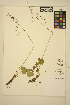  ( - FF61)  @11 [ ] CreativeCommons - Attribution Non-Commercial Share-Alike (2014) Unspecified UBC Herbarium