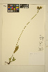  ( - ERM594)  @11 [ ] CreativeCommons - Attribution Non-Commercial Share-Alike (2014) Unspecified UBC Herbarium