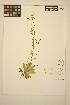  ( - ERM843)  @11 [ ] CreativeCommons - Attribution Non-Commercial Share-Alike (2014) Unspecified UBC Herbarium