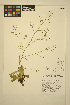  ( - ERM1102)  @11 [ ] CreativeCommons - Attribution Non-Commercial Share-Alike (2014) Unspecified UBC Herbarium