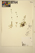  ( - MF_3)  @11 [ ] CreativeCommons - Attribution Non-Commercial Share-Alike (2014) Unspecified UBC Herbarium