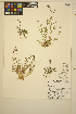  ( - MF12)  @11 [ ] CreativeCommons - Attribution Non-Commercial Share-Alike (2014) Unspecified UBC Herbarium