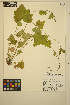  ( - MF124)  @11 [ ] CreativeCommons - Attribution Non-Commercial Share-Alike (2014) Unspecified UBC Herbarium