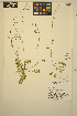  ( - ERM338)  @11 [ ] CreativeCommons - Attribution Non-Commercial Share-Alike (2014) Unspecified UBC Herbarium