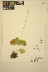  (Pectiantia - ERM1117)  @11 [ ] CreativeCommons - Attribution Non-Commercial Share-Alike (2014) Unspecified UBC Herbarium